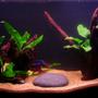 10 gallons planted tank (mostly live plants and fish) - 10 Gallon, 1 male Crowntail Betta, 1 Anubias Nana, 1 Java Fern
