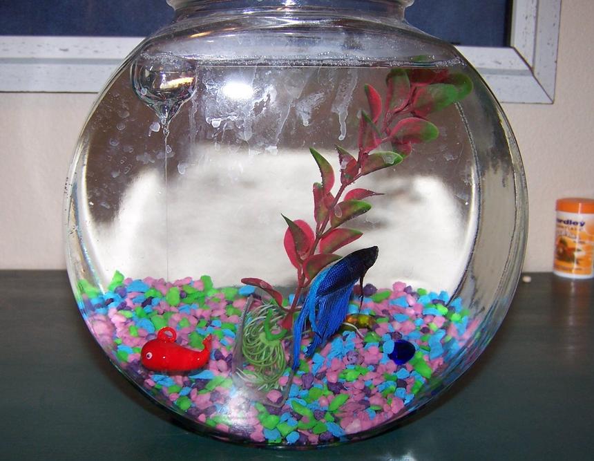 Rated #2350: Freshwater Fish - Betta Splendens - Betta - Male Stocking In 1 Gallon Tank - my male betta