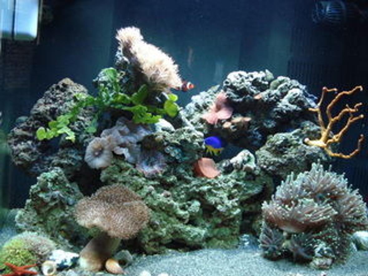 120 gallons reef tank (mostly live coral and fish) - My 24gal Aquapod, 4 months old.
