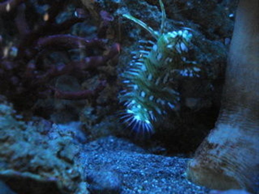 Rated #76: Saltwater Fish - Novaculichthys Taeniourus - Dragon Wrasse Stocking In 120 Gallons Tank - Dragon Wrasse