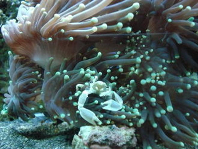 corals inverts - euphyllia glabrescens - torch coral stocking in 120 gallons tank - Anemone crab on his hosting Torch Coral