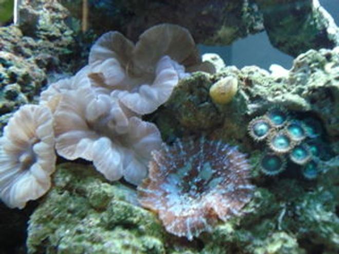 corals inverts - nemanzophyllia turbida - fox coral stocking in 120 gallons tank - Fox coral, mushroom, polyps...