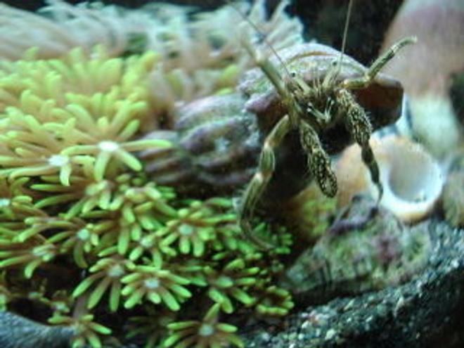 corals inverts - clibanarius sp. - dwarf yellow tip hermit crab stocking in 120 gallons tank - Hermit grazing
