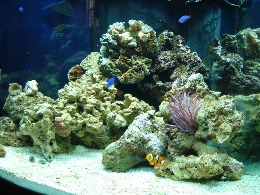 Rated #207: 54 Gallons Reef Tank - My latest Picture of my tank...