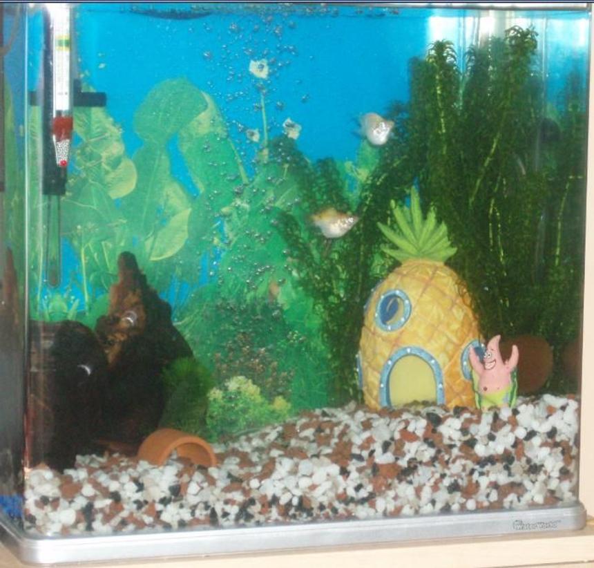 Rated #2204: 6 Gallons Planted Tank - My aquarium now I have got the decor/fish that I want.