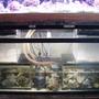 fish tank picture - Sump