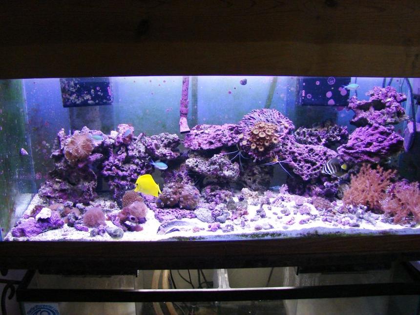 Rated #175: 75 Gallons Reef Tank - Another Tank Picture