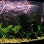 72 gallons freshwater fish tank (mostly fish and non-living decorations) - My main tank