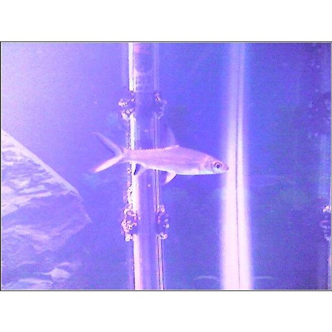 freshwater fish - balantiocheilus melanopterus - bala shark stocking in 30 gallons tank - white skirt tetra