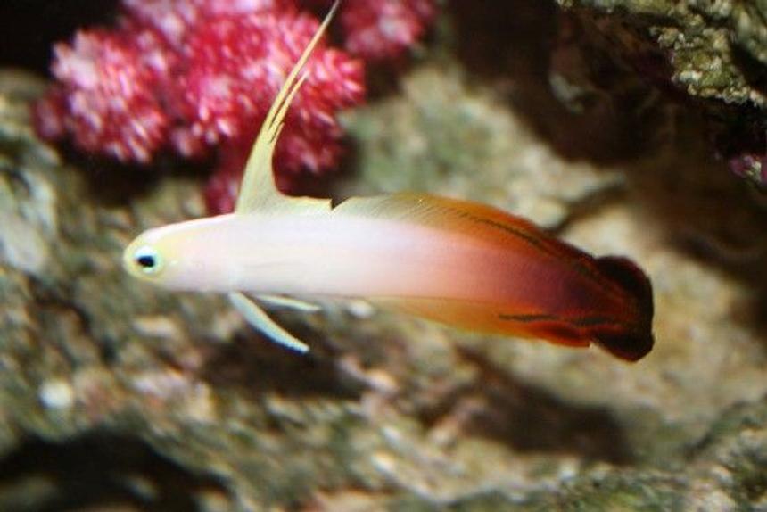 Rated #80: Saltwater Fish - Nemateleotris Magnifica - Firefish Stocking In 225 Gallons Tank - my little firefish