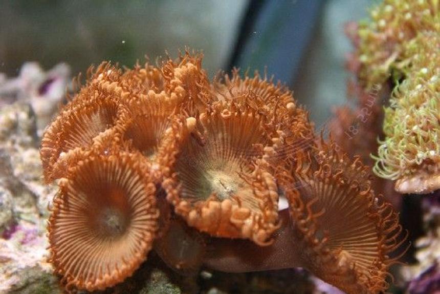 Rated #49: Corals Inverts - Protopalythoa Sp. - Button Polyp Stocking In 225 Gallons Tank - green button