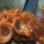 corals inverts - protopalythoa sp. - button polyp stocking in 225 gallons tank - green button