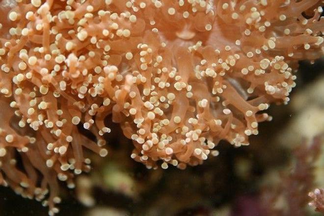 corals inverts - euphyllia paradivisa - frogspawn coral stocking in 225 gallons tank - frogspawn