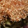 corals inverts - euphyllia paradivisa - frogspawn coral stocking in 225 gallons tank - frogspawn