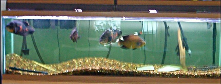 Rated #4161: 125 Gallons Freshwater Fish Tank - 125 gallon - 4 oscars - tiger shovelnose catfish