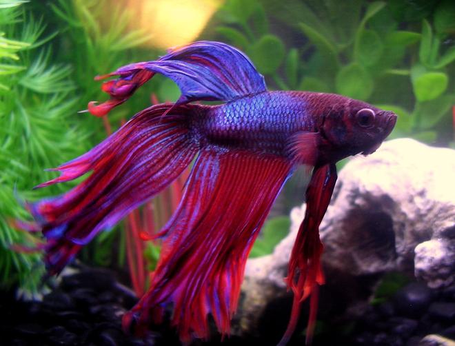 freshwater fish - betta splendens - betta - male stocking in 10 gallons tank - Meet Finley, my beautiful male Crowntail Betta in his 6.6 gallon, densely planted tank with driftwood.
Update: Unfortunately he died suddenly, see his description up top.