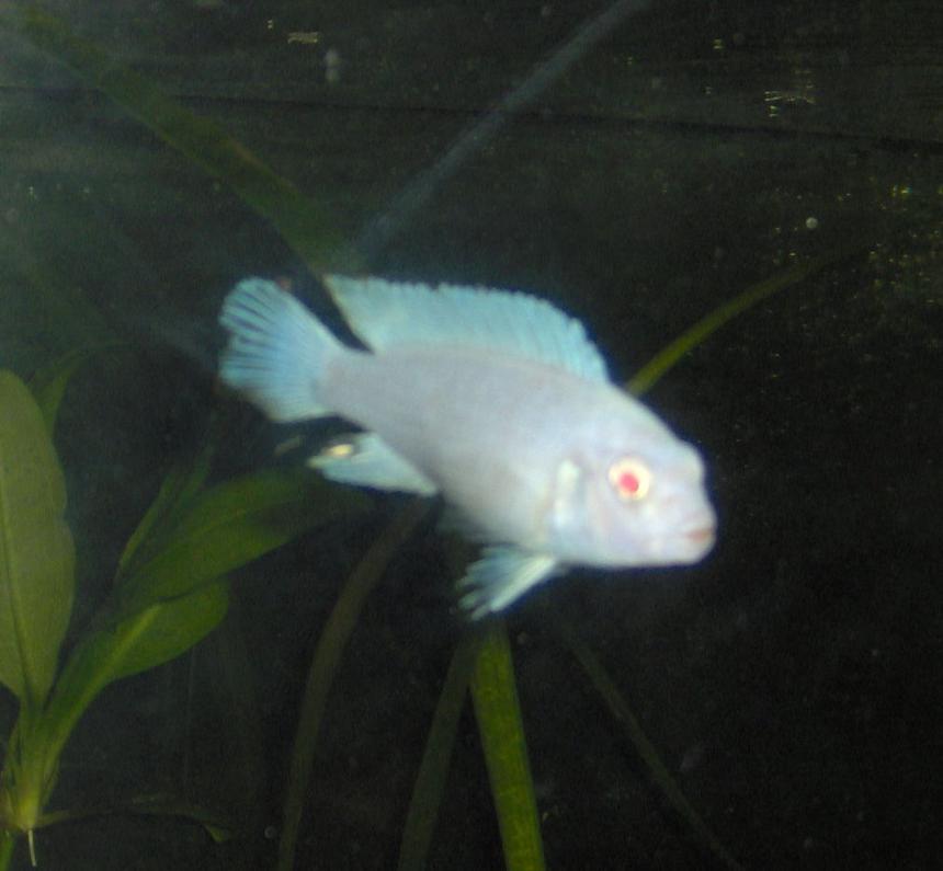 Rated #205: Freshwater Fish - Pseudotropheus Socolofi (albino) - Albino Socolofi Stocking In 55 Gallons Tank - female albino socolfi