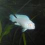 freshwater fish - pseudotropheus socolofi (albino) - albino socolofi stocking in 55 gallons tank - female albino socolfi