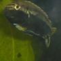 freshwater fish - melanochromis auratus - auratus cichlid stocking in 55 gallons tank - male auratus