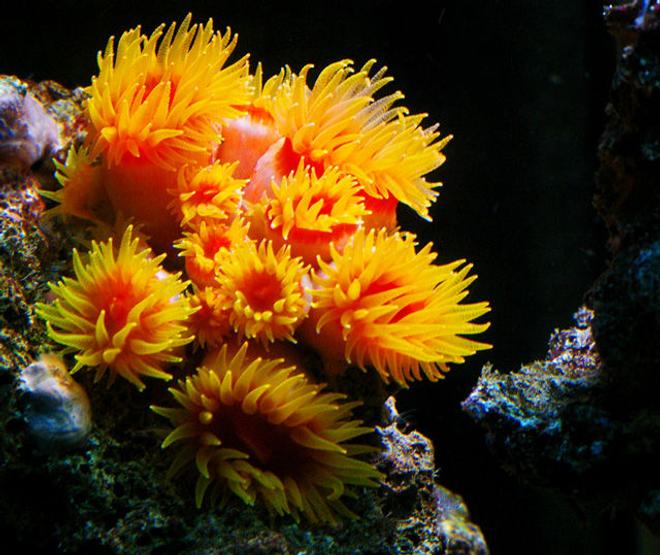 corals inverts - tubastrea faulkneri - orange sun coral stocking in 150 gallons tank - supersun coral