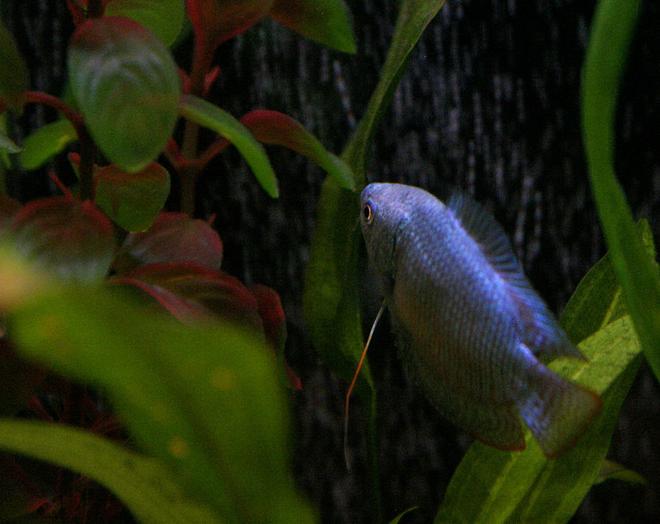 freshwater fish - colisa lalia - powder blue dwarf gourami stocking in 30 gallons tank - my Powder Blue Gourami