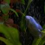 freshwater fish - colisa lalia - powder blue dwarf gourami stocking in 30 gallons tank - my Powder Blue Gourami