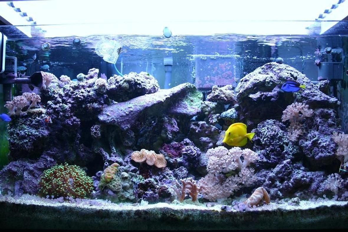 55 gallons reef tank (mostly live coral and fish) - SAVE A REEF GROW YOUR OWN 55g Reef Tank,Livestock :1 Hippoe Tang , 1 Devil Blue Damsel , 1 Ocelaris Clown , 1 Royal Gramma ,1 Yellow Sailfain Hawaiian tang , 8 Blue/Green Chromis , 2 Cleaner Shrimp , 3 Peppermint Shrimp , 20 Astrea , 15 Nasarius , 1 Conch , 10 Turbo , FrogSpawn , Polyps , Zoos , Pom pom xenia , Toadstool , Ricordea ,Green/red Open brain , GSP , and more. Equipment : Coralife Super Skimmer 125 ( Needle wheel ) 2 Hang back , 2 Maxi-Jet 1200 , 2 Maxi-Jet 900 , 4x30w Actinic , 4x25w 6500k and 150lbs liverock's