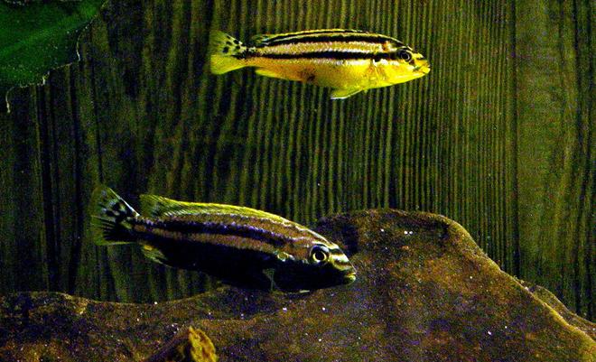 freshwater fish - melanochromis auratus - auratus cichlid stocking in 29 gallons tank - Melanochromis auratus 
Top Female
Bottom Male