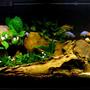29 gallons freshwater fish tank (mostly fish and non-living decorations) - My Cichlid Sanctuary.