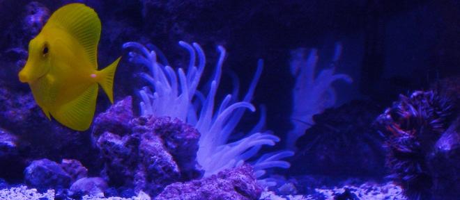 72 gallons saltwater fish tank (mostly fish, little/no live coral) - my tang urchin and condy anemone
