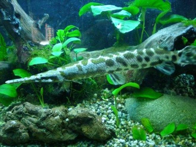 freshwater fish - lepisosteus platyrhincus - garfish stocking in 100 gallons tank - Another one of my babies!
