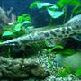 freshwater fish - lepisosteus platyrhincus - garfish stocking in 100 gallons tank - Another one of my babies!