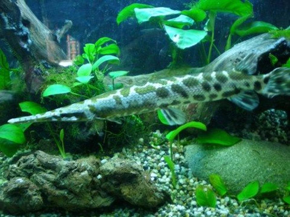 freshwater fish - lepisosteus platyrhincus - garfish stocking in 100 gallons tank - Another one of my babies!