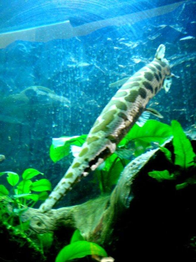 freshwater fish - lepisosteus osseus - longnose gar stocking in 100 gallons tank - A looking down shot of one of my gars. They hang out like logs waiting for a tasty goldfish to swim by.