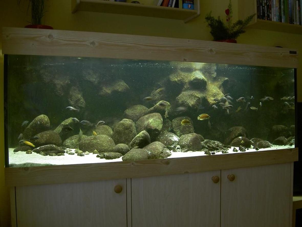 110 gallons freshwater fish tank (mostly fish and non-living decorations) - Tanganyika from North (Trophues duboisi "Maswa)