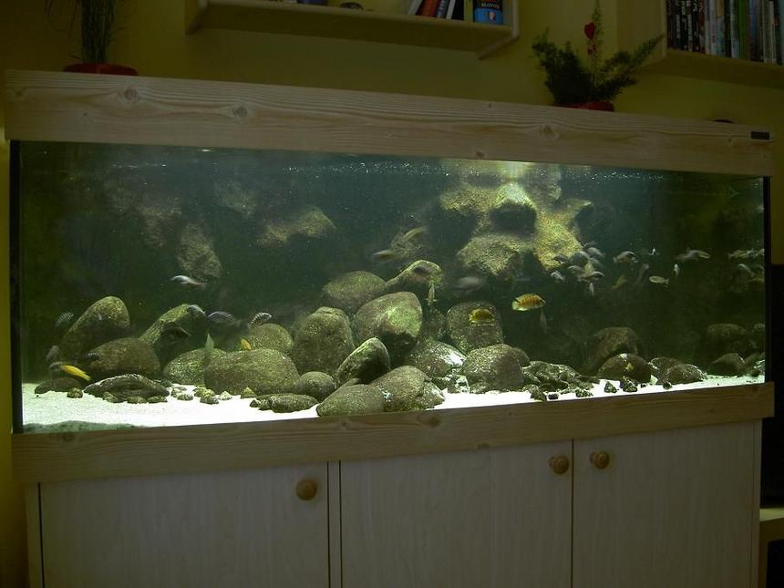 Rated #638: 110 Gallons Freshwater Fish Tank - Tanganyika from North (Trophues duboisi "Maswa)