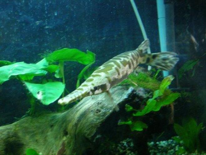 freshwater fish - lepisosteus osseus - longnose gar stocking in 100 gallons tank - Gar coming toward you.