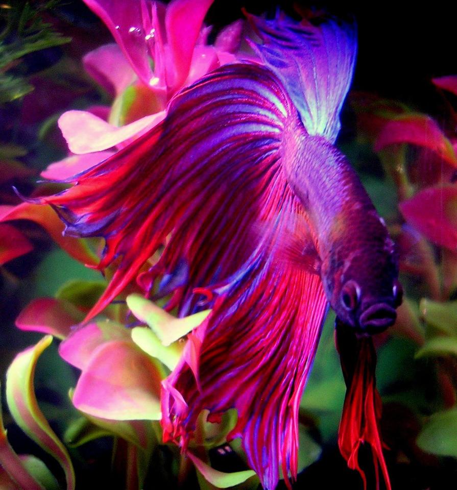 Rated #77: Freshwater Fish - Betta Splendens - Crown Tail Betta Stocking In 10 Gallons Tank - This is Finley, my beautiful 2.5" Crowntail Male Betta.  He's very friendly and active.  Little guy is always  swimming and showing off.
Update: He unexpectedly died about 2 months after this picture was taken, looks like it might have been a tumor.  He was great, and this pic reached #2 overall.  He's famous. :)