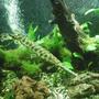 freshwater fish - lepisosteus osseus - longnose gar stocking in 100 gallons tank - Gar