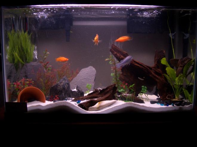 45 gallons freshwater fish tank (mostly fish and non-living decorations) - 45 Gallon ( Very Unique Community)