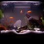 45 gallons freshwater fish tank (mostly fish and non-living decorations) - 45 Gallon ( Very Unique Community)