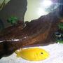 freshwater fish - labidochromis caeruleus - electric yellow cichlid stocking in 45 gallons tank - African cichlid