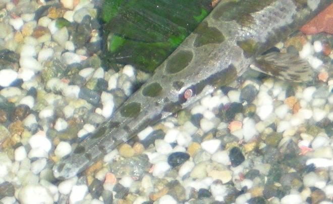 freshwater fish - lepisosteus osseus - longnose gar stocking in 100 gallons tank - Eye of the beast.