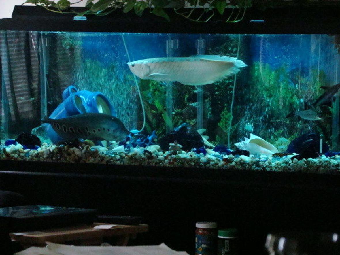 120 gallons freshwater fish tank (mostly fish and non-living decorations) - 120 Gallon freshwater w/ Arowana, Clown Knife, Iridescent Shark, Bala Shark and a couple Plecos
