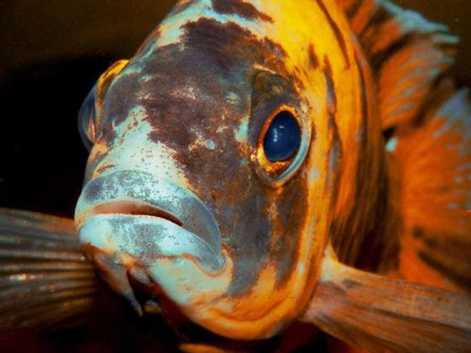 freshwater fish - aulonocara nyassae var. - peacock cichlid, orange blossom - Aulonocara sp. OB