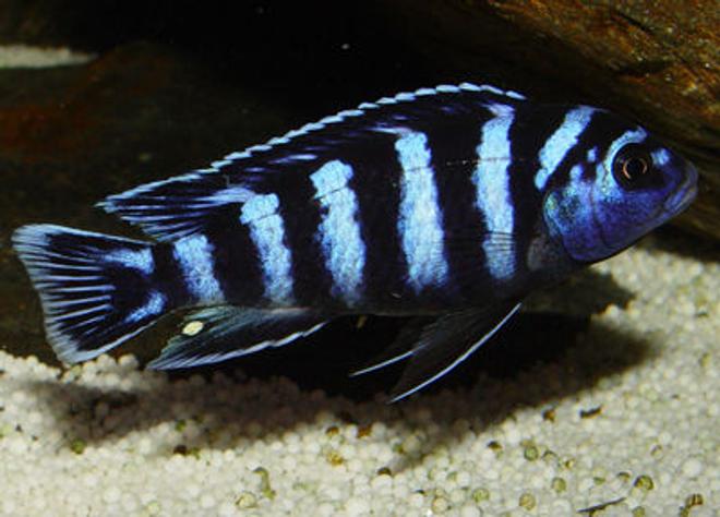 freshwater fish - pseudotropheus demasoni - demasoni cichlid - Demasoni