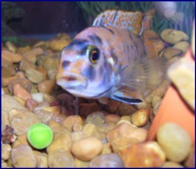freshwater fish - labeotropheus fuelleborni - fuelleborni cichlid stocking in 55 gallons tank - I believe its a cory cat,, can someone help me, Id. this fish?  They love frozen peas !!!