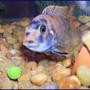freshwater fish - labeotropheus fuelleborni - fuelleborni cichlid stocking in 55 gallons tank - I believe its a cory cat,, can someone help me, Id. this fish? They love frozen peas !!!