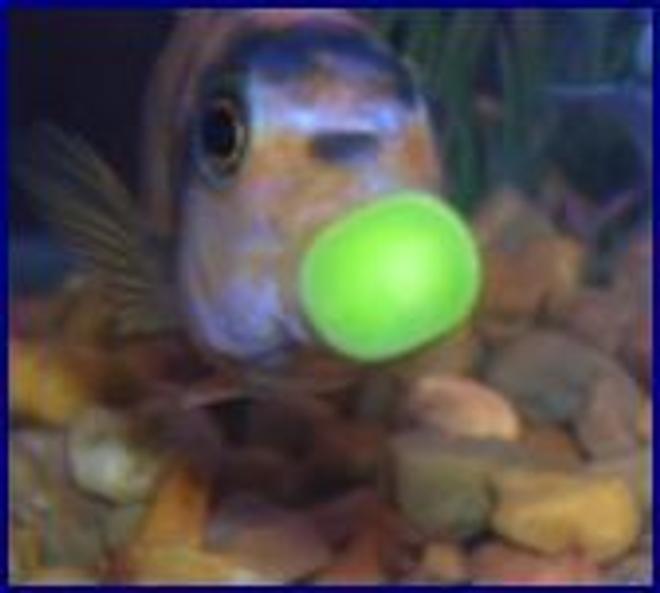 freshwater fish stocking in 55 gallons tank - mmmmmmmmmmm,,,,, good PEA"S,,, MA spoiles me,  please help  me ID FISH..