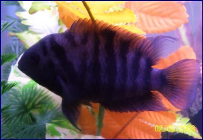 freshwater fish - archocentrus nigrofasciatus - black convict cichlid stocking in 55 gallons tank - his name is,FLASH ive had him from birth, he is about 3 inches now ,CONVICT   ,,,,,I LOVE THIS PICTURE!!!!!!
